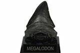 Fossil Megalodon Tooth - South Carolina #186671-1